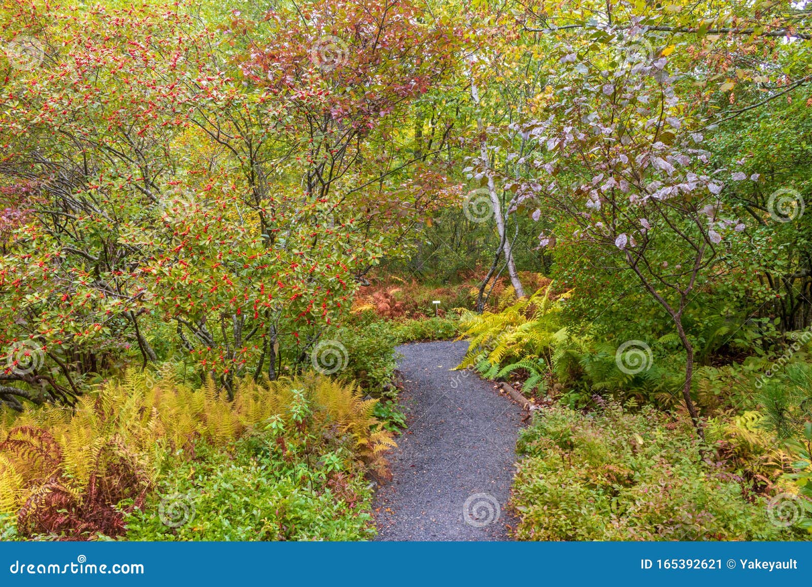 Path Through The Wild Gardens Of Acadia In Autumn Stock Image