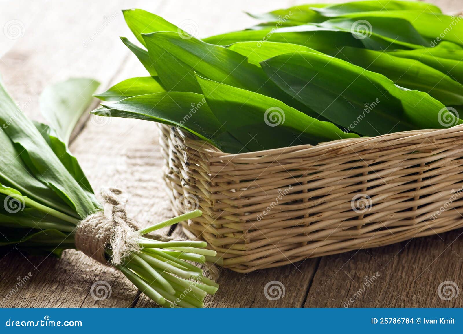 Wild_garlic stock photo. Image of leaf, eating, healthy 25786784