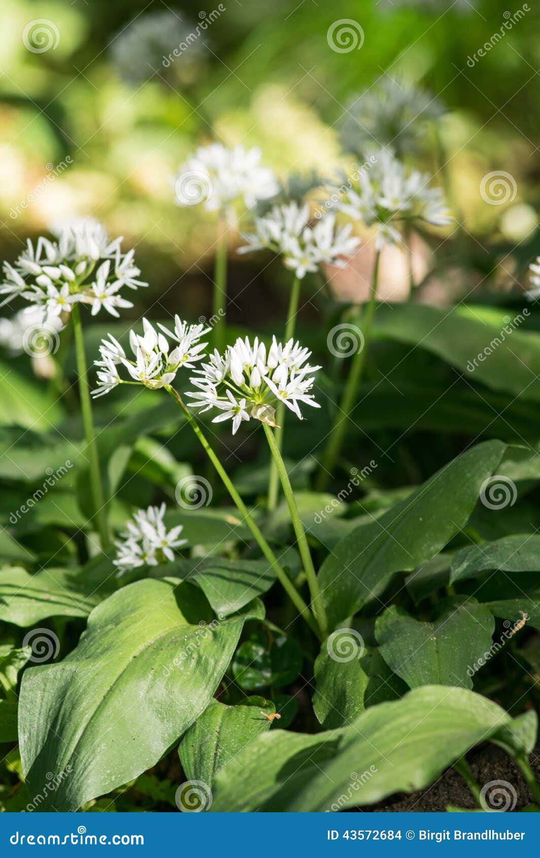 Wild garlic with blossoms stock photo. Image of garlic 43572684