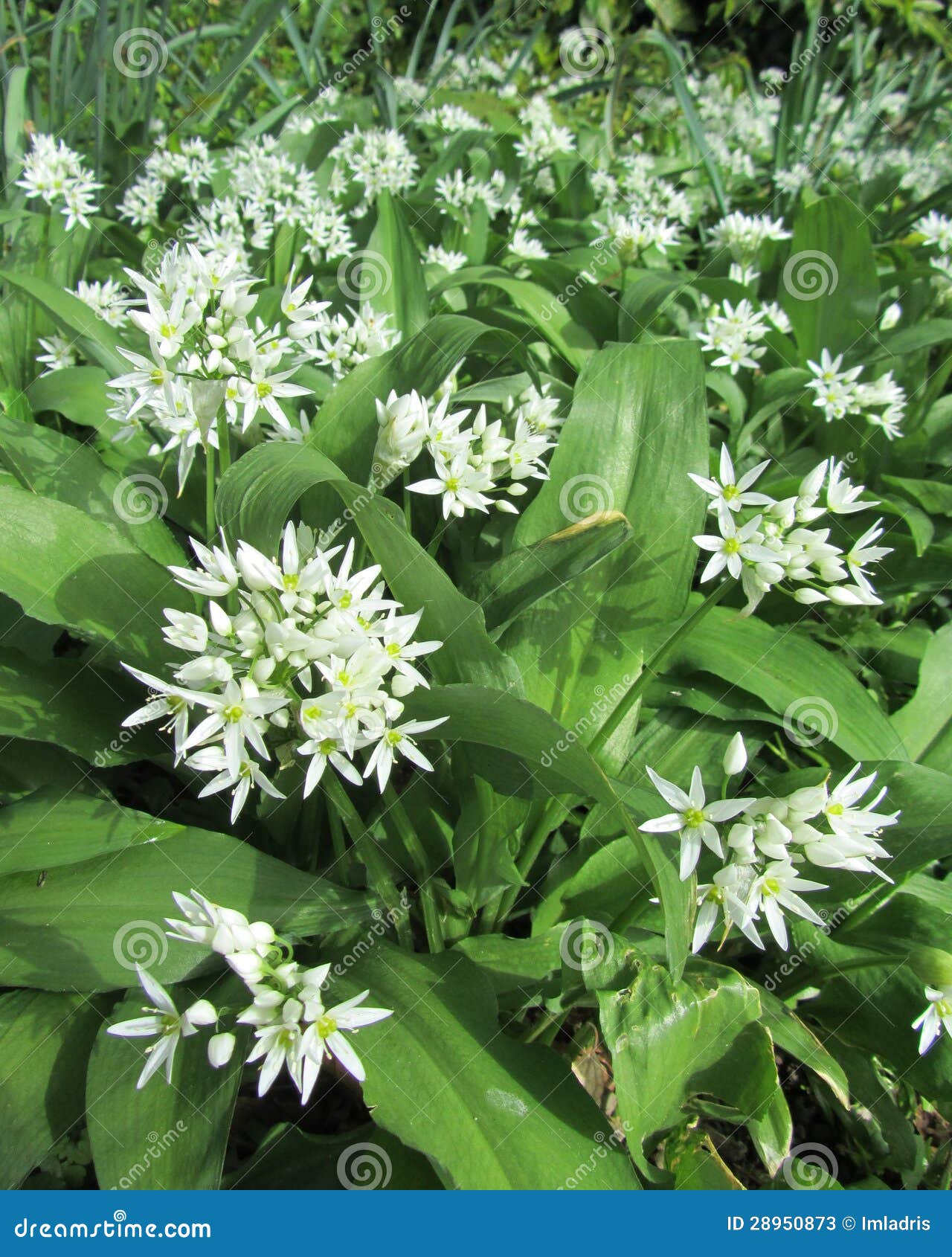 Wild Garlic Flowering stock image. Image of plant, flower 28950873