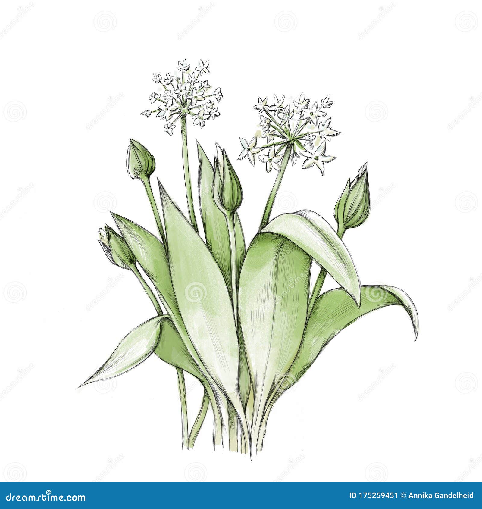Wild garlic with flowers stock illustration. Illustration of herbs