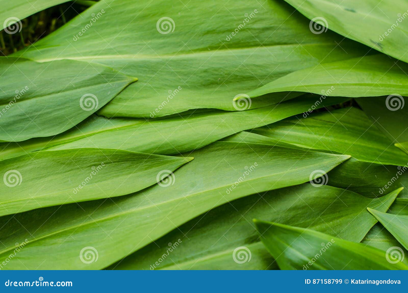 Wild garlic leaves stock image. Image of leaves, countryside 87158799