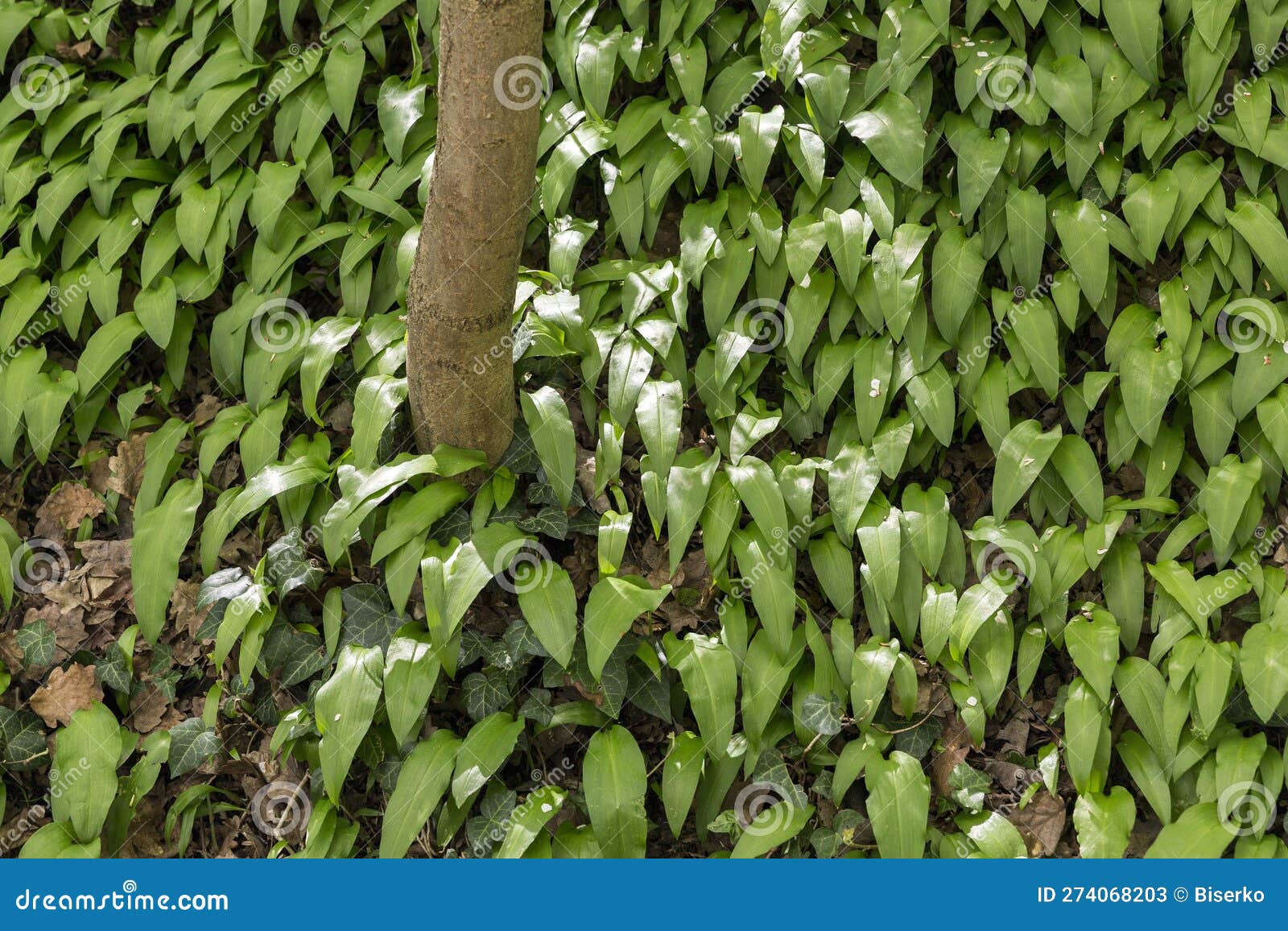 Wild garlic leaves stock image. Image of herb, allium 274068203