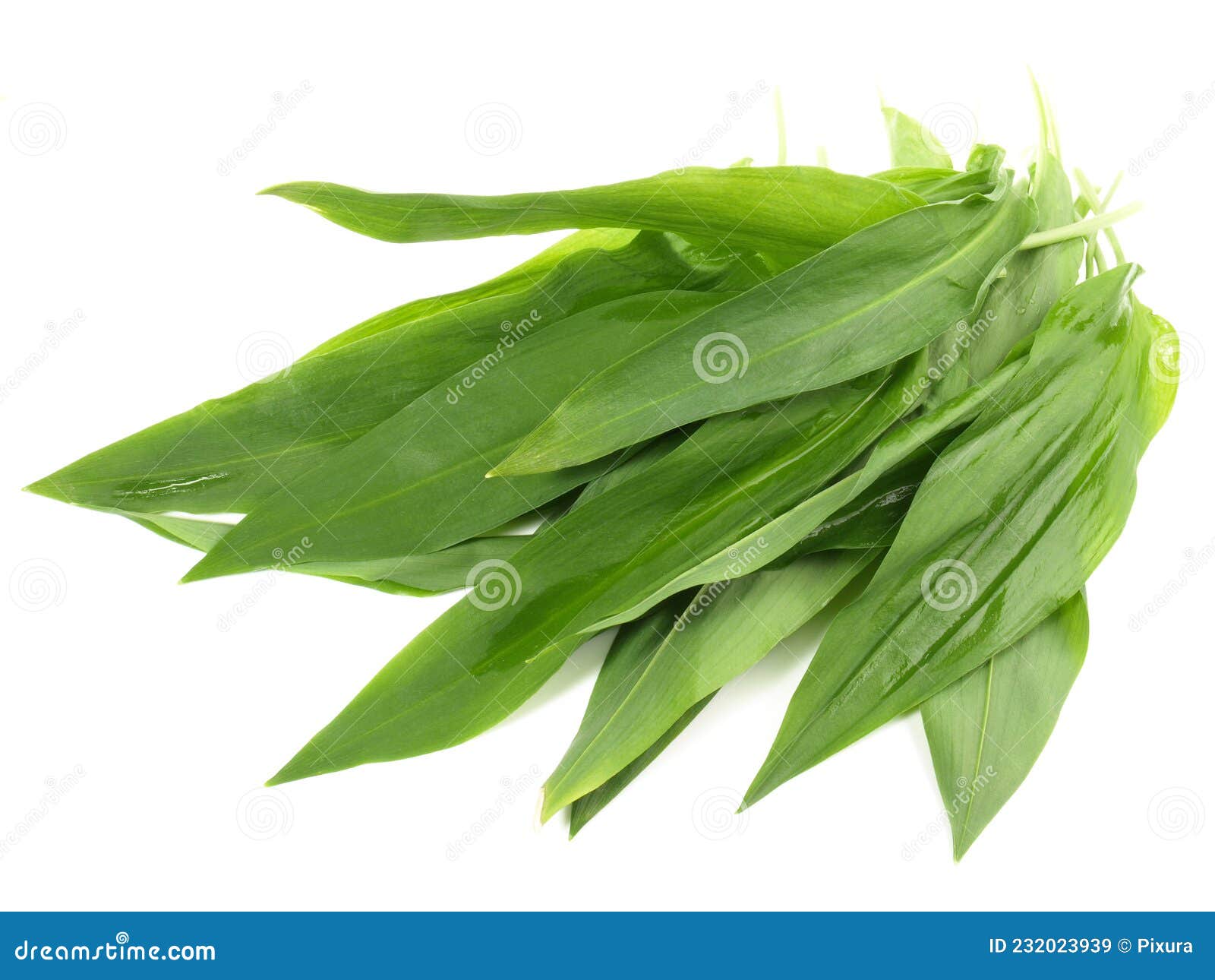 Wild Garlic Leaves on White Background Isolated Stock Image Image