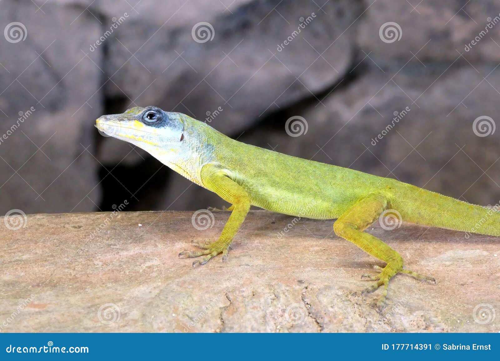 wild gecko in closeup in the caribbean