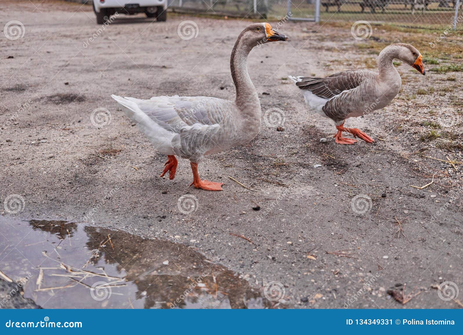 Wild Geese and Ducks Coexist with People Walking Stock Image - Image of