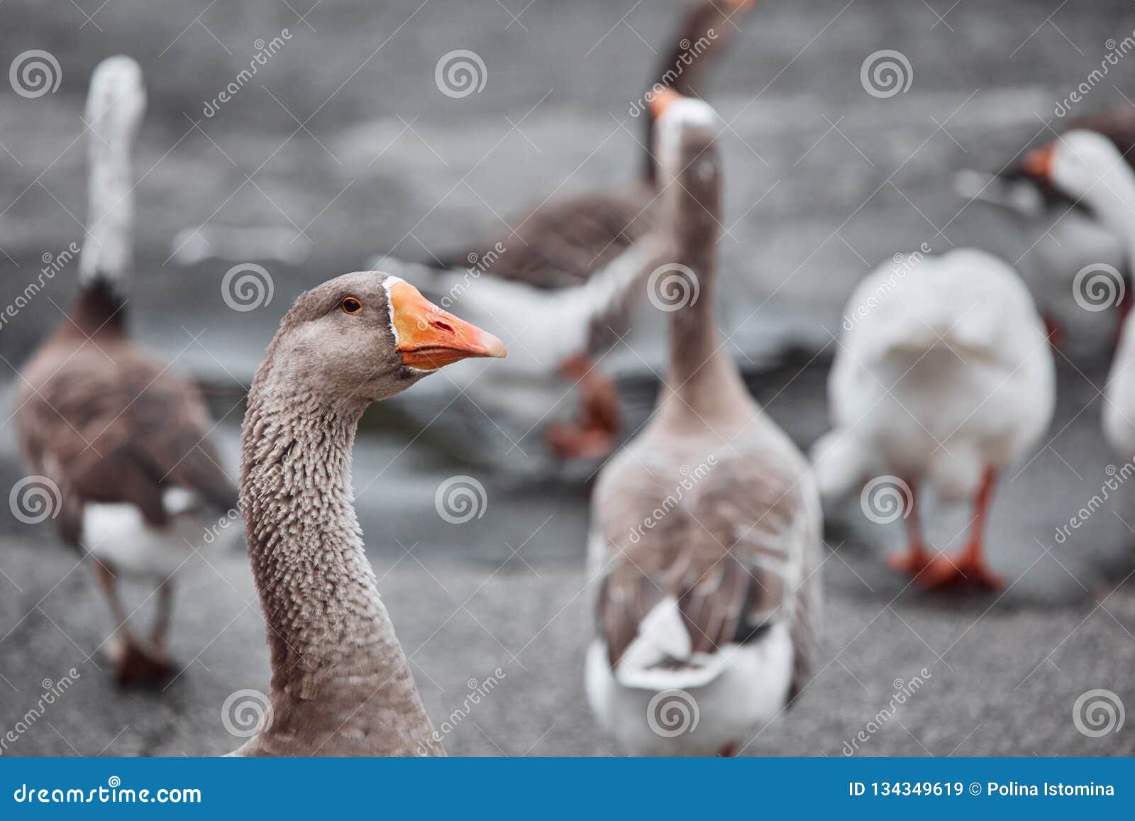 Wild Geese and Ducks Coexist with People Walking Stock Image - Image of