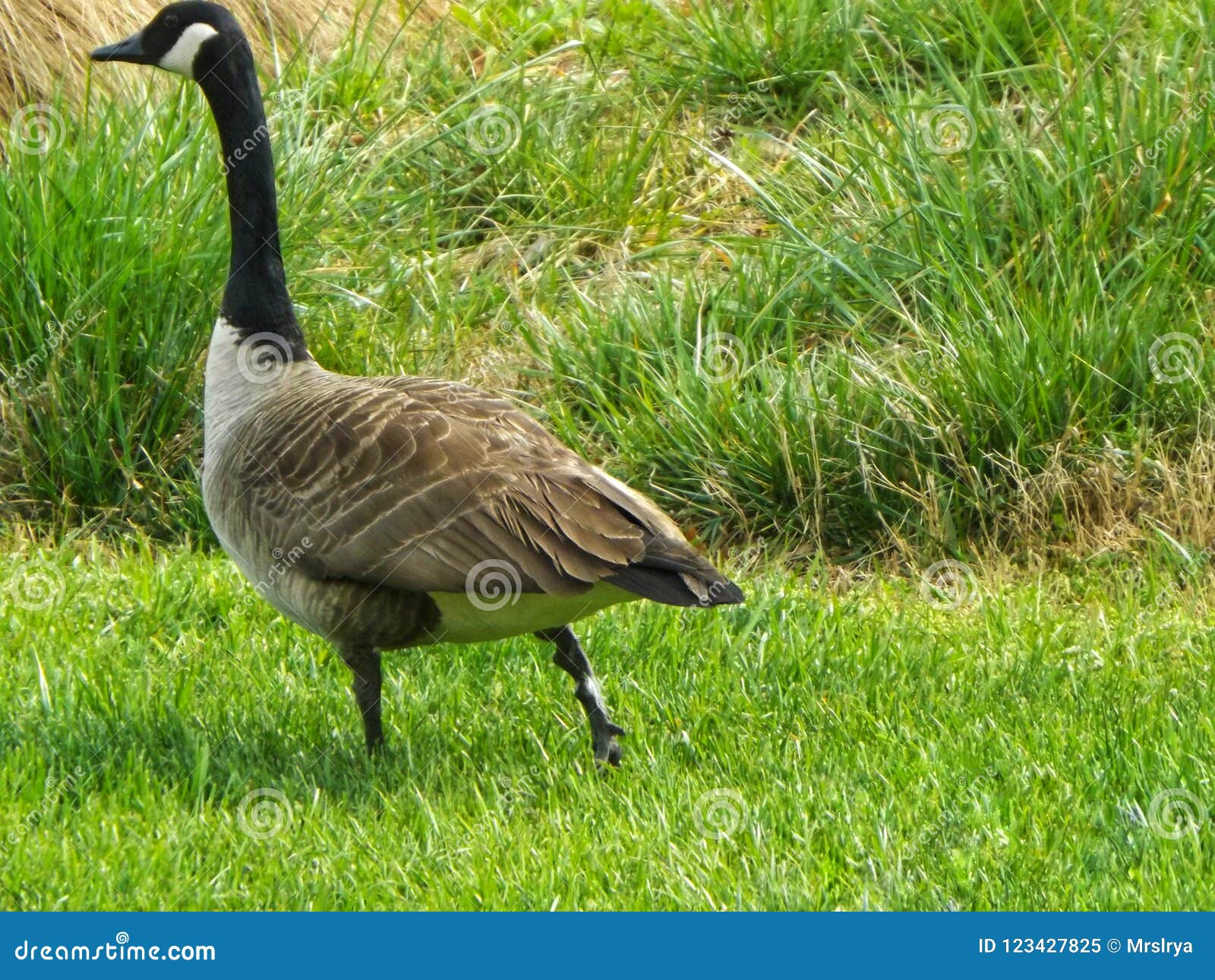 Wild Canadian Geese in a Field in Atlanta, Stock Image Image