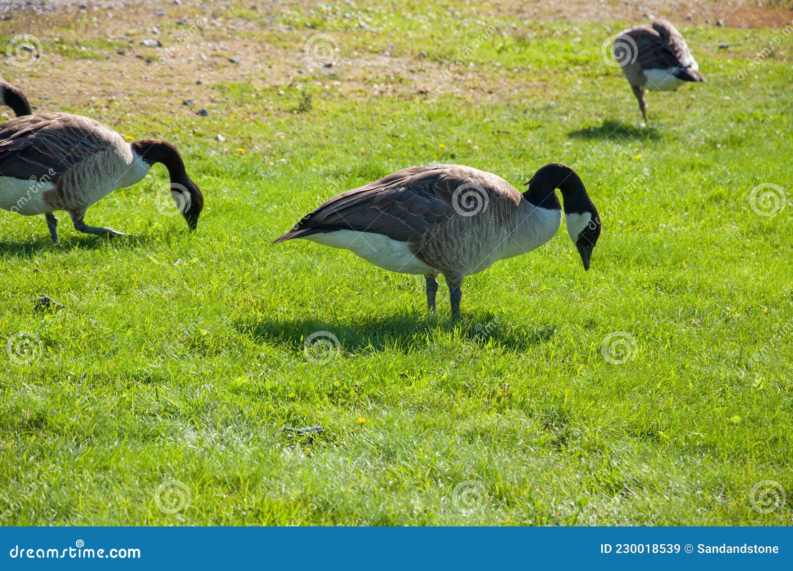 Wild Geese Looking for Food in the Grass Stock Image Image of black