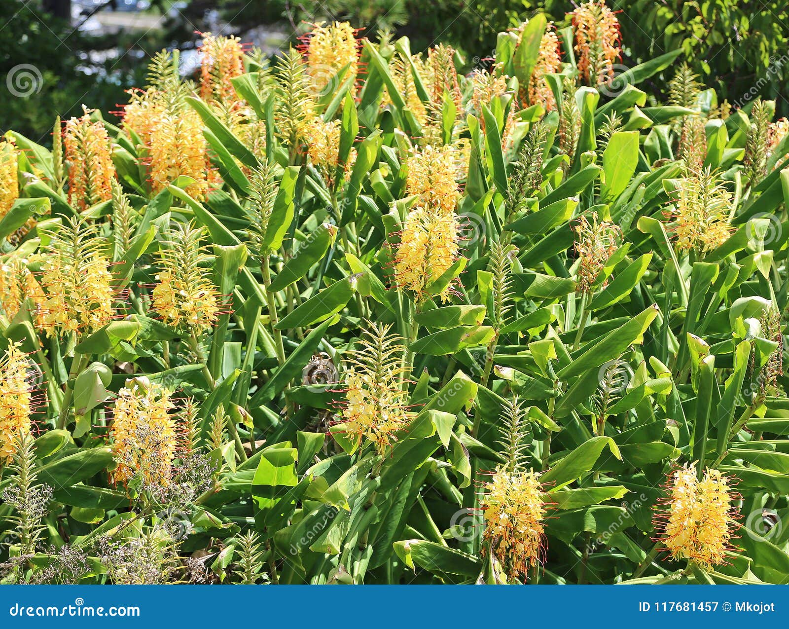 Wild Ginger Bush Stock Image Image Of Nature Bush 117681457 