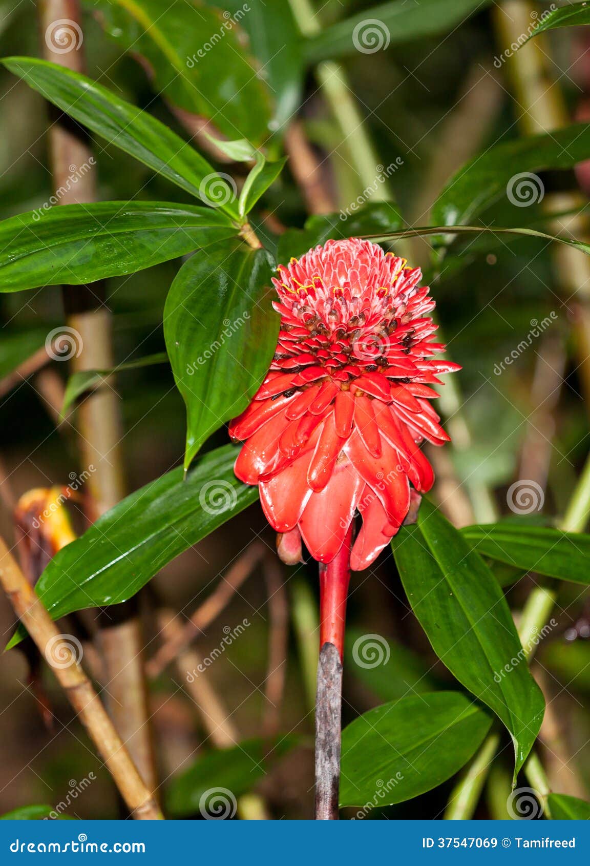Wild Ginger Flower stock image. Image of tropical, leaf 37547069