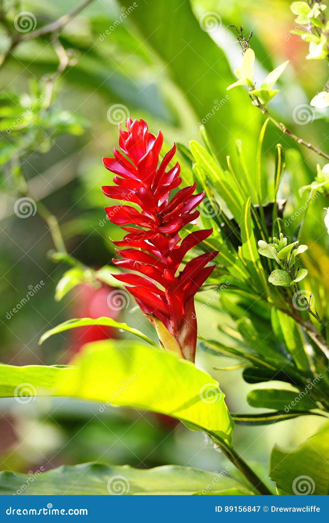 Wild Ginger Flower stock image. Image of lily, plant 89156847