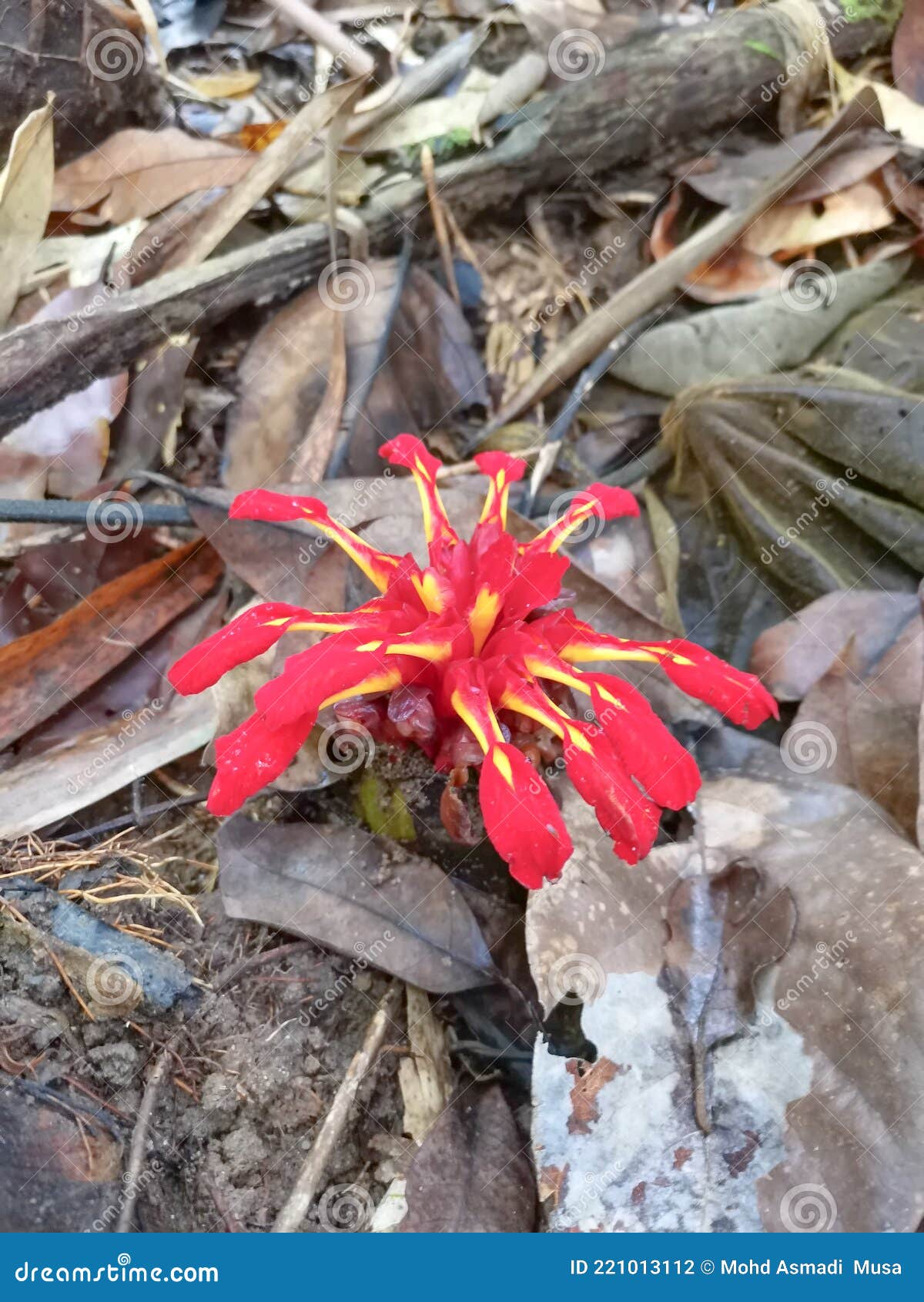 Wild Ginger Flowers that Live Wild in the Forest Stock Photo Image of