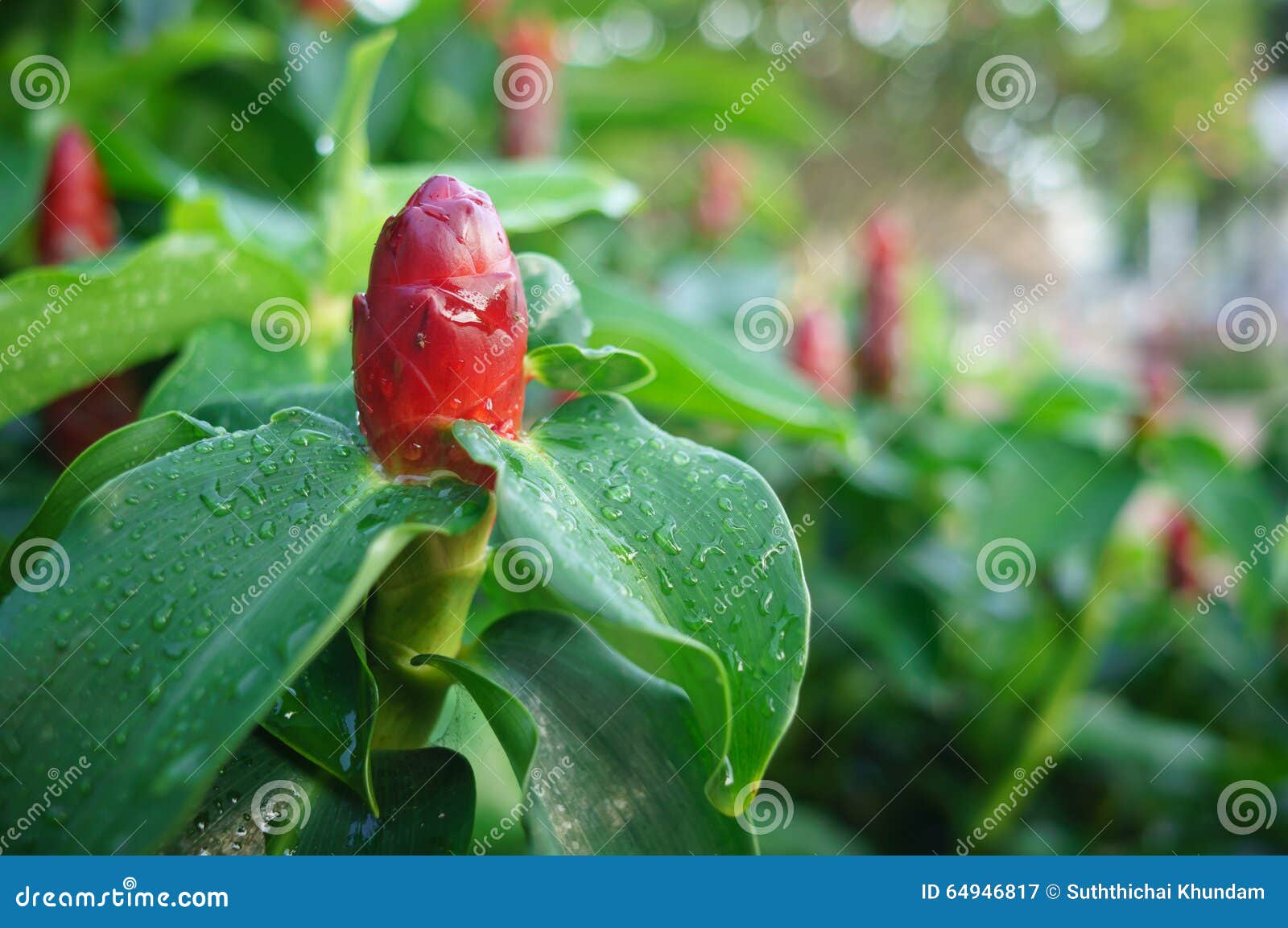 Wild Ginger Flowers stock image. Image of shell, spiralis 64946817
