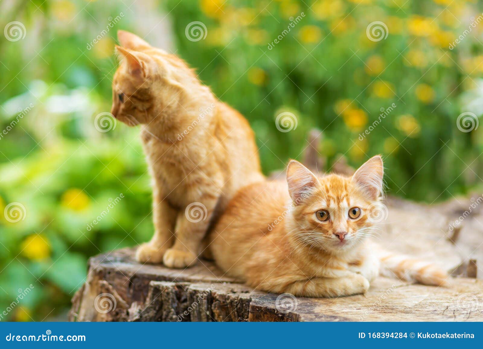 Wild Ginger Kittens are Resting in a Tree Garden Stock Photo Image of