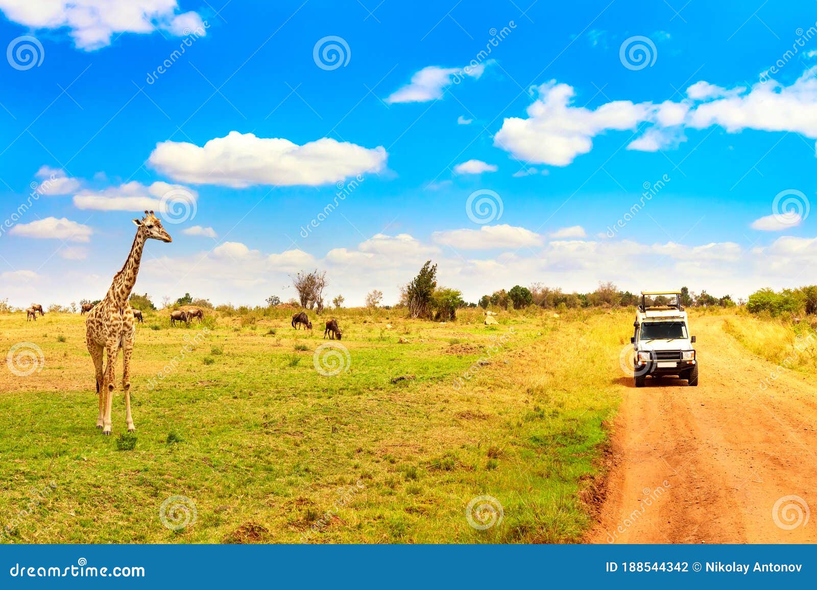 wild giraffe near safari car in masai mara national park, kenya. safari concept. african travel landscape