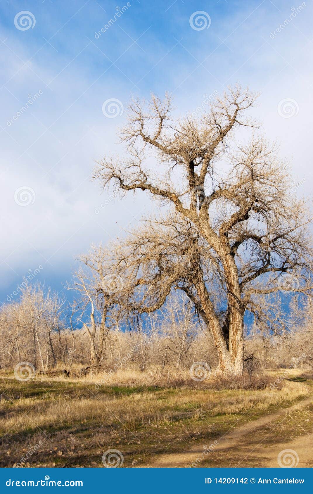 wild gnarly tree on the colorado prairie