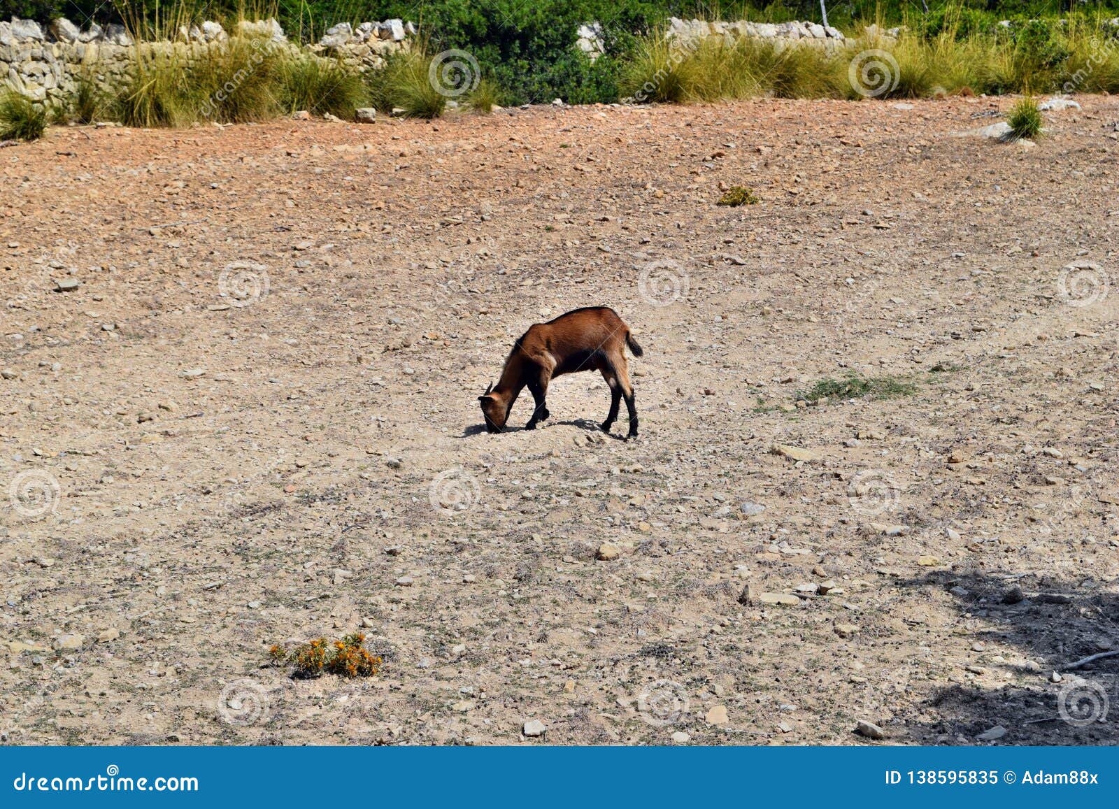 Wild Goat is Eating Near To Way To the Formentor Lighthouse in Mallorca Stock Image - Image of landscape, nature: 138595835 Wild Goat is Eating Near To Way To the Formentor Lighthouse in Mallorca Stock Image - Image of landscape, nature: 138595835