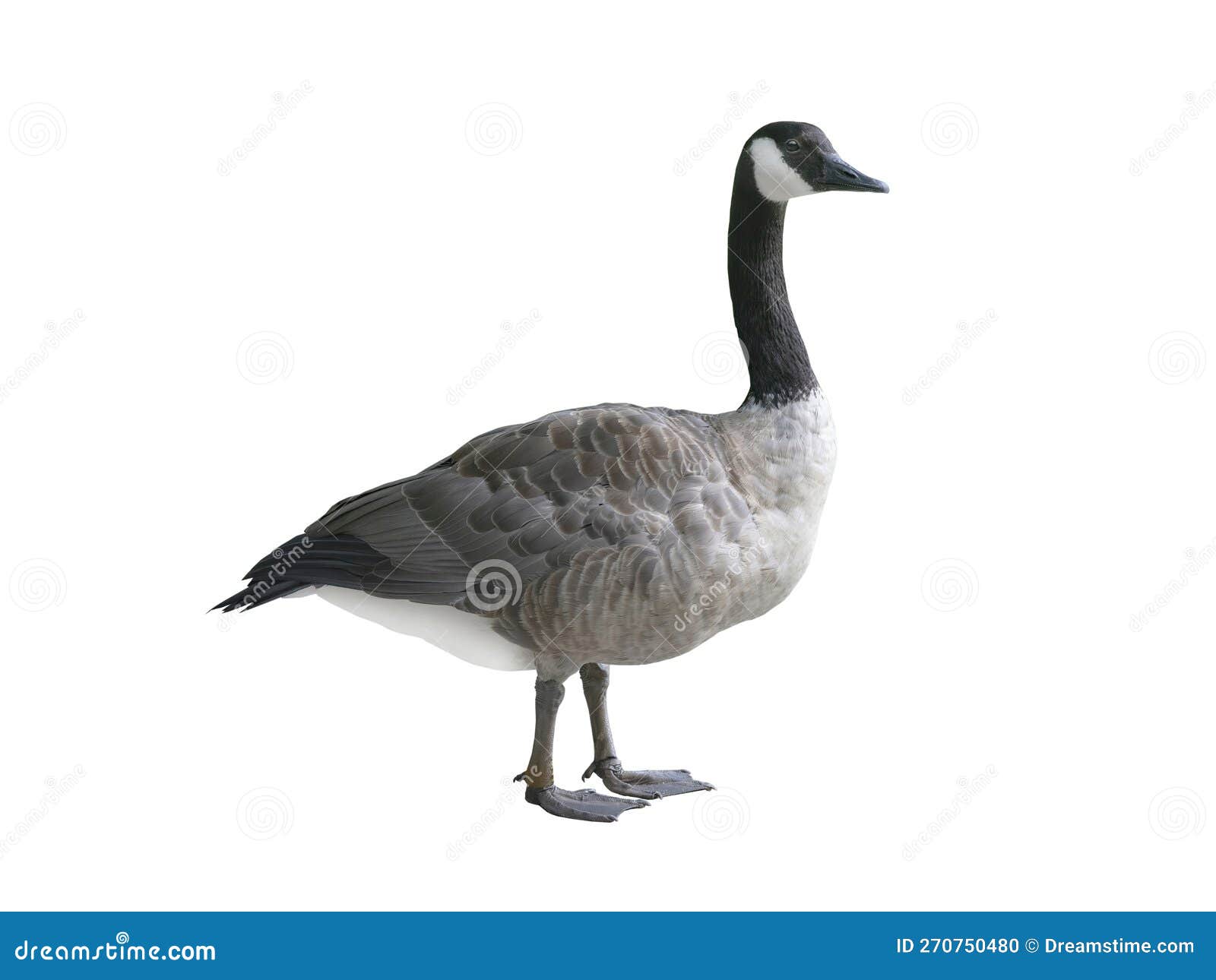 Wild Goose (Branta Canadensis) Isolated on White Background Stock Photo