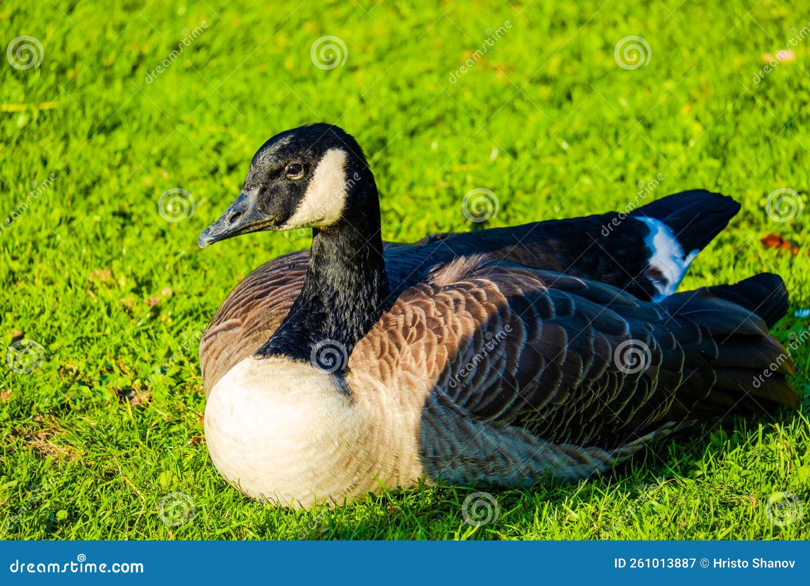Wild Goose on Green Meadow in Park Garden Stock Image Image of meadow Wild Goose on Green Meadow in Park Garden Stock Image Image of meadow