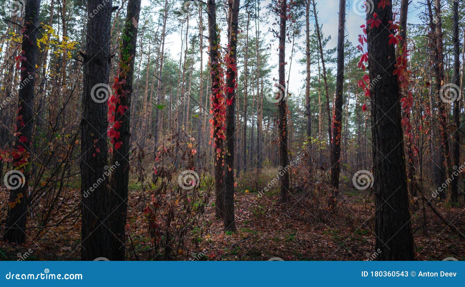 a wild grape entwines the trees in the autumn forest. red autumn leaves of wild grapes on the trees.