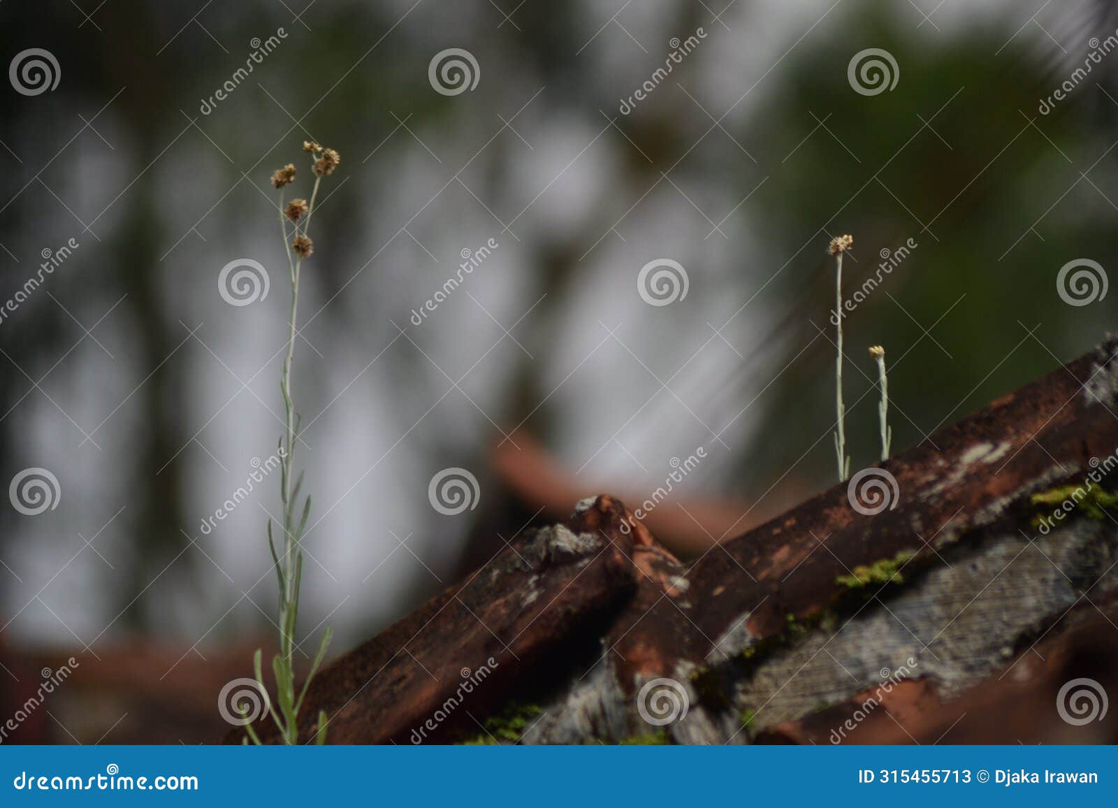 wild grass that can grow anywhere