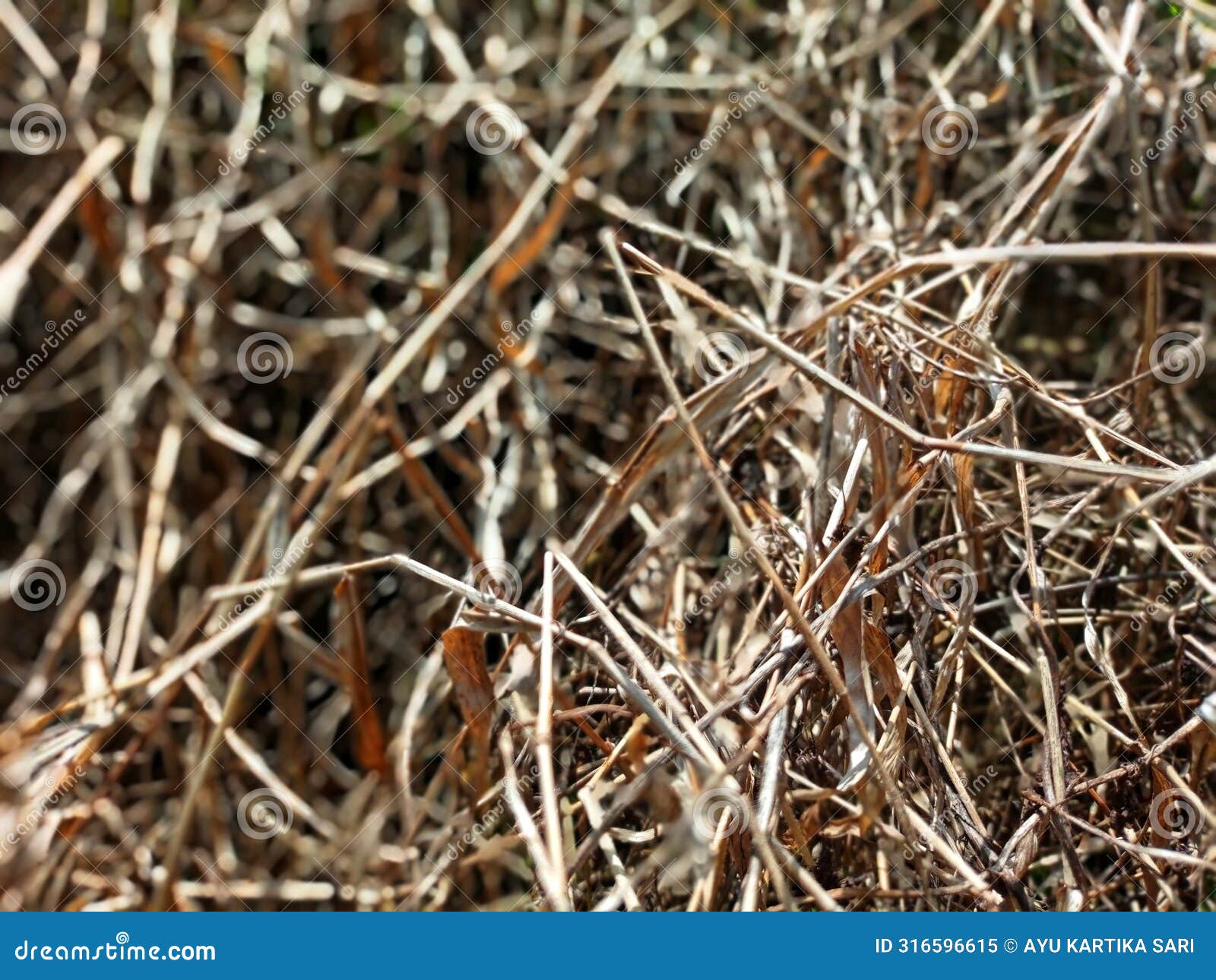 wild grass dries up and dies due to the dry and dry season