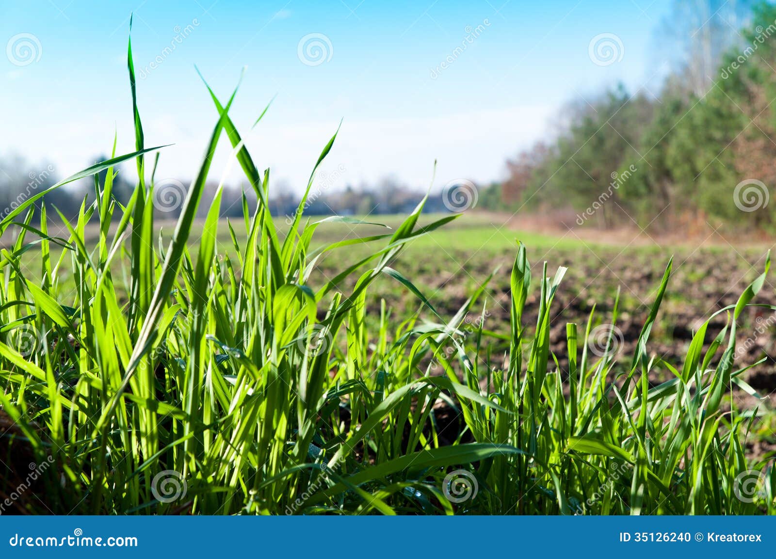 Wild Grass Stock Photo Image 35126240