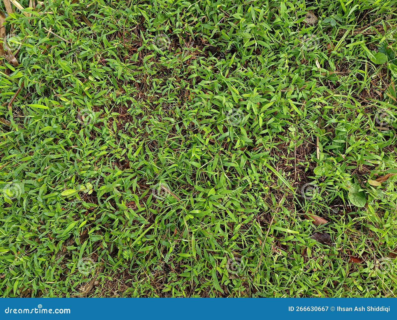 Wild Grass that Grow Unevenly Stock Image Image of flooring, garden