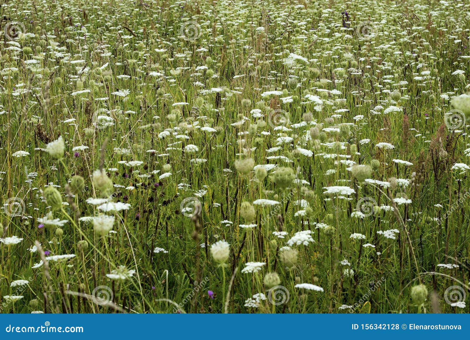 The Wild Grass Meadow in Sunny Weather Stock Photo Image of grass