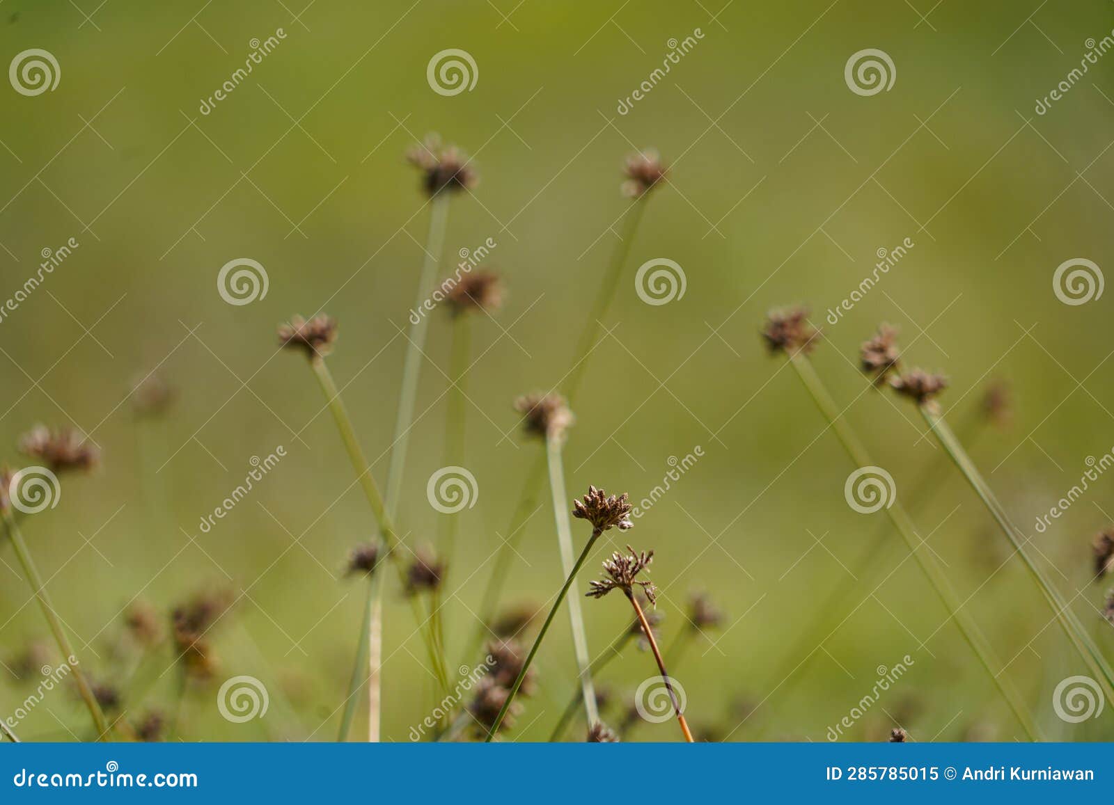 wild grass plants with blur green background. soft rush, common rush or juncus effusus.