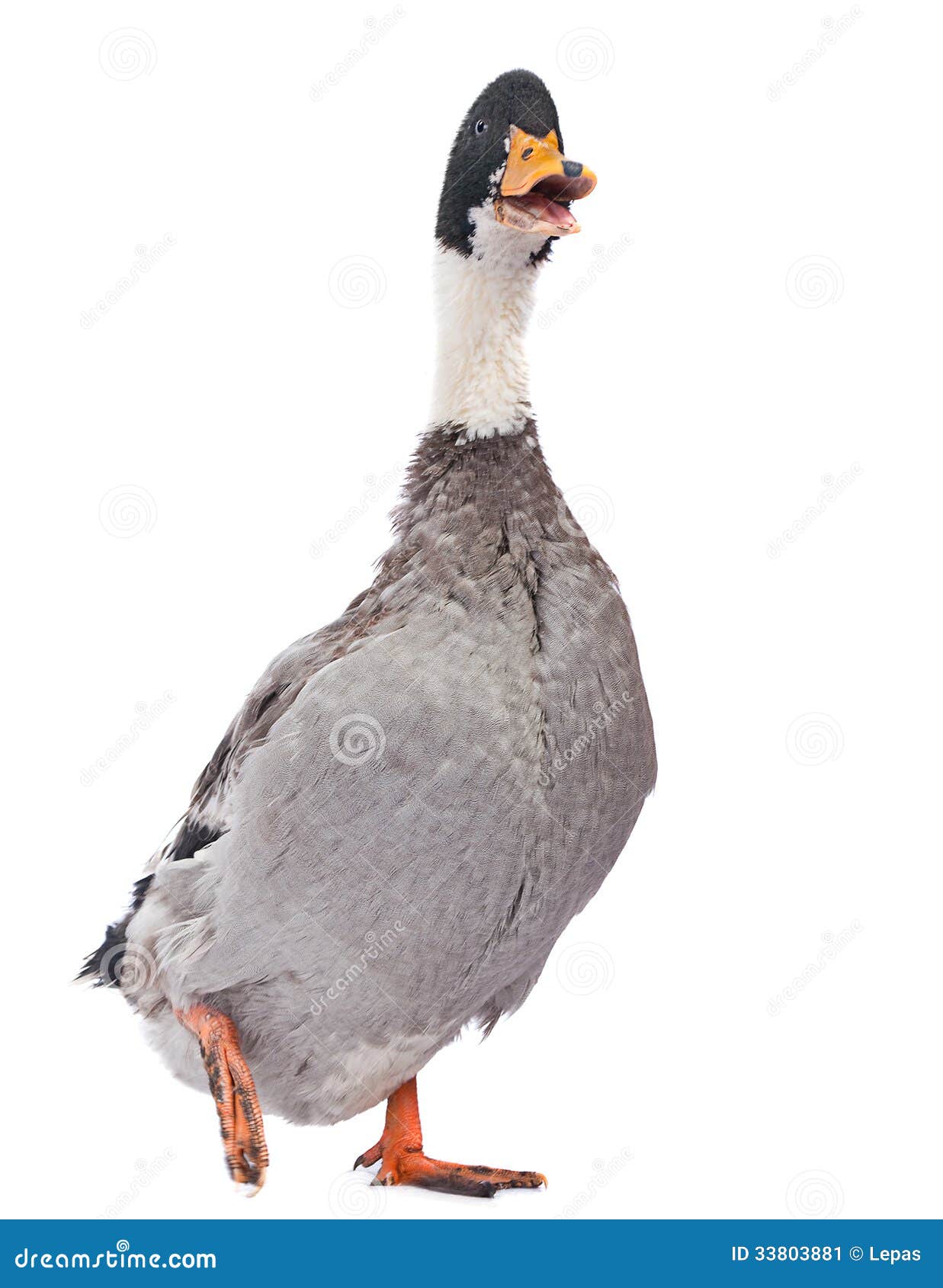 Wild gray duck stock image. Image of duck, white, animal - 33803881