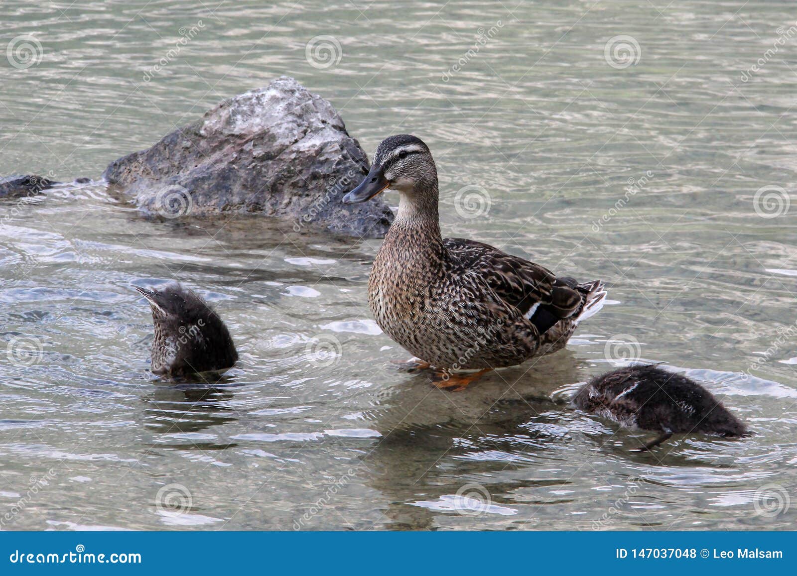 Wild Gray Ducks Bathe on the Lake Stock Photo Image of black