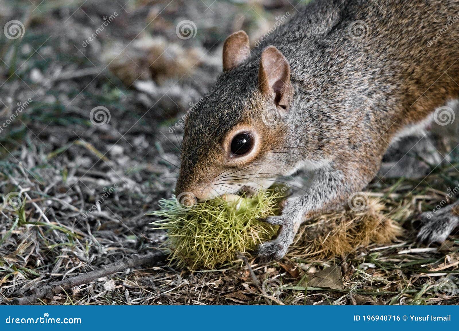 Wild Gray Squirrel Eating the Chestnut from a Fallen Conker in Hyde