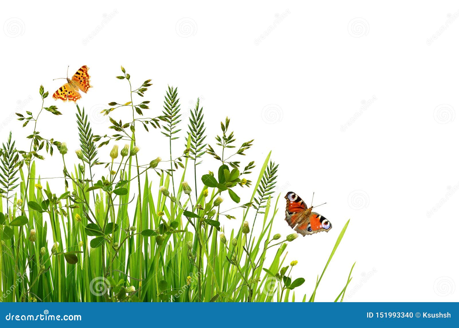 Wild Green Grass and Butterflies Stock Photo - Image of bloom, background:  151993340