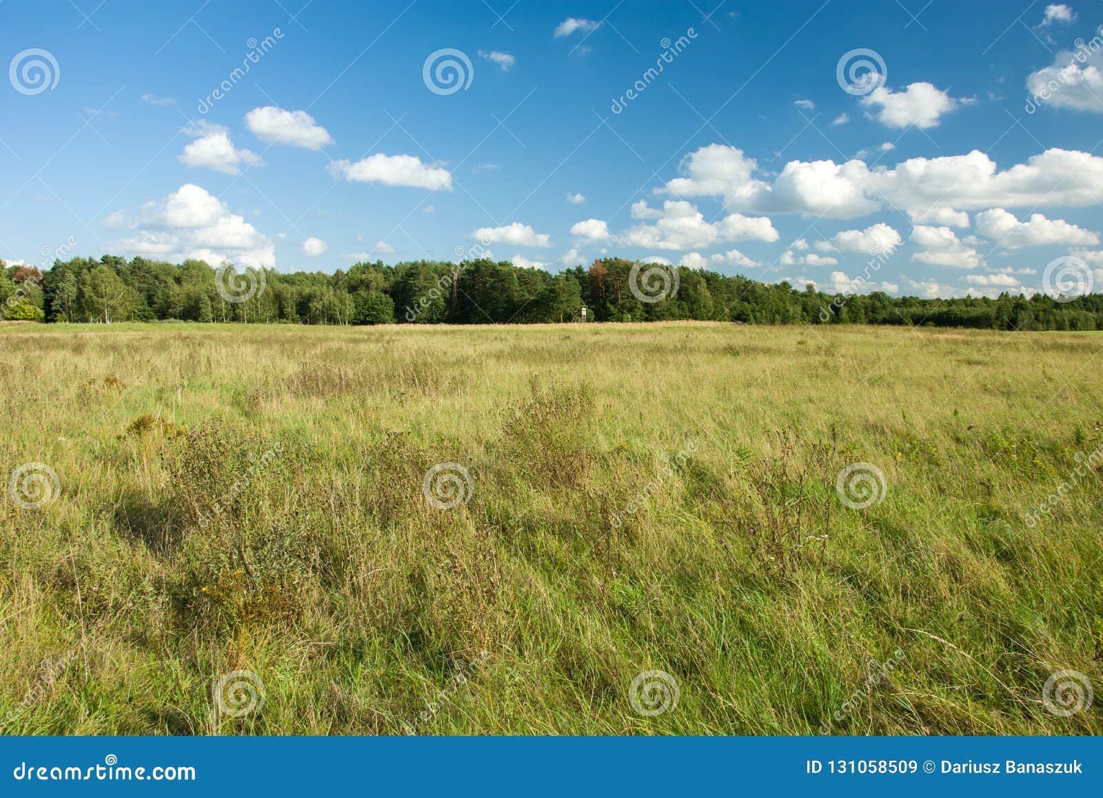Wild Green Meadow and Forest on the Horizon Stock Image Image of