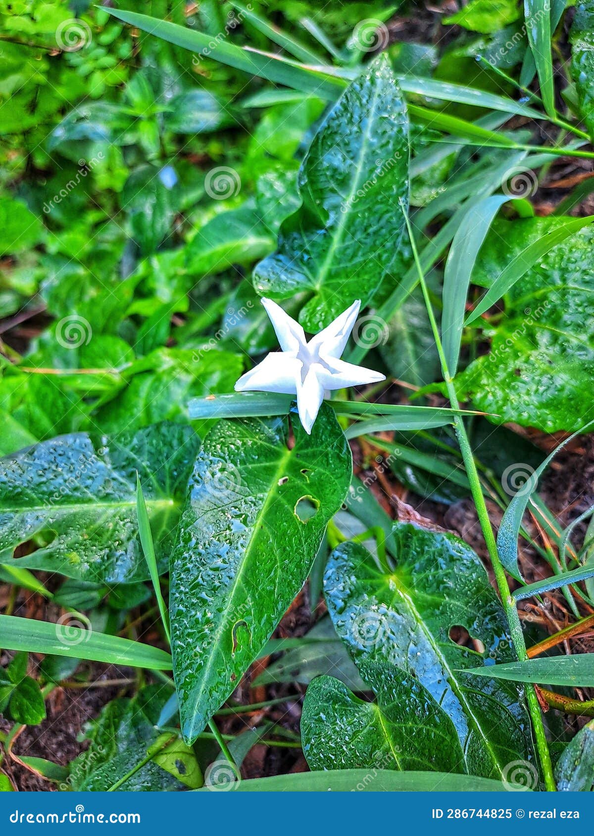 the wild green spinach with white flower like star on the ground lovley white star