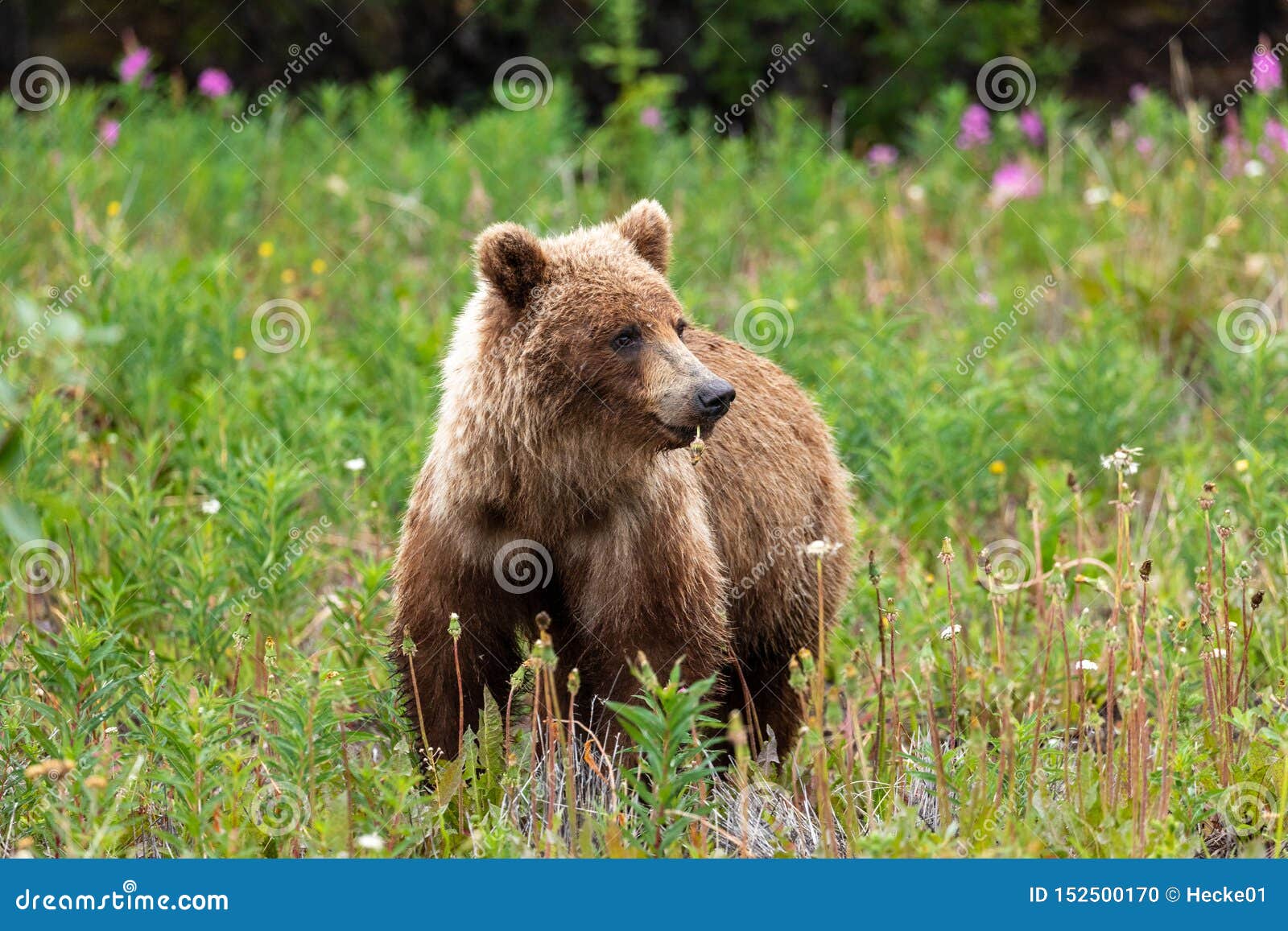 Wild Grizzly Bear in Canada Stock Photo Image of dangerous, wild