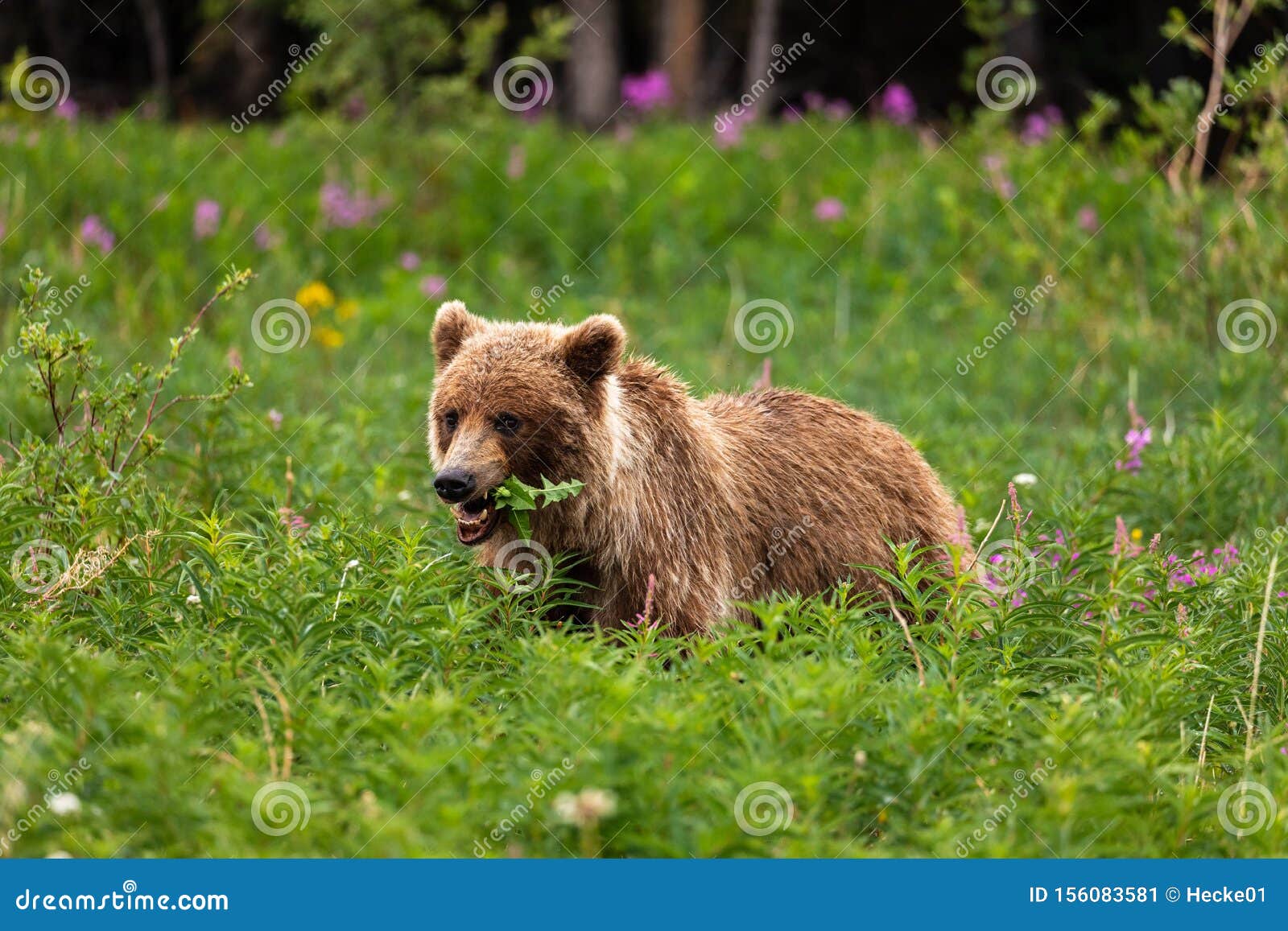 A Grizzly Bear On A Meadow Stock Image Image Of Predator 156083581