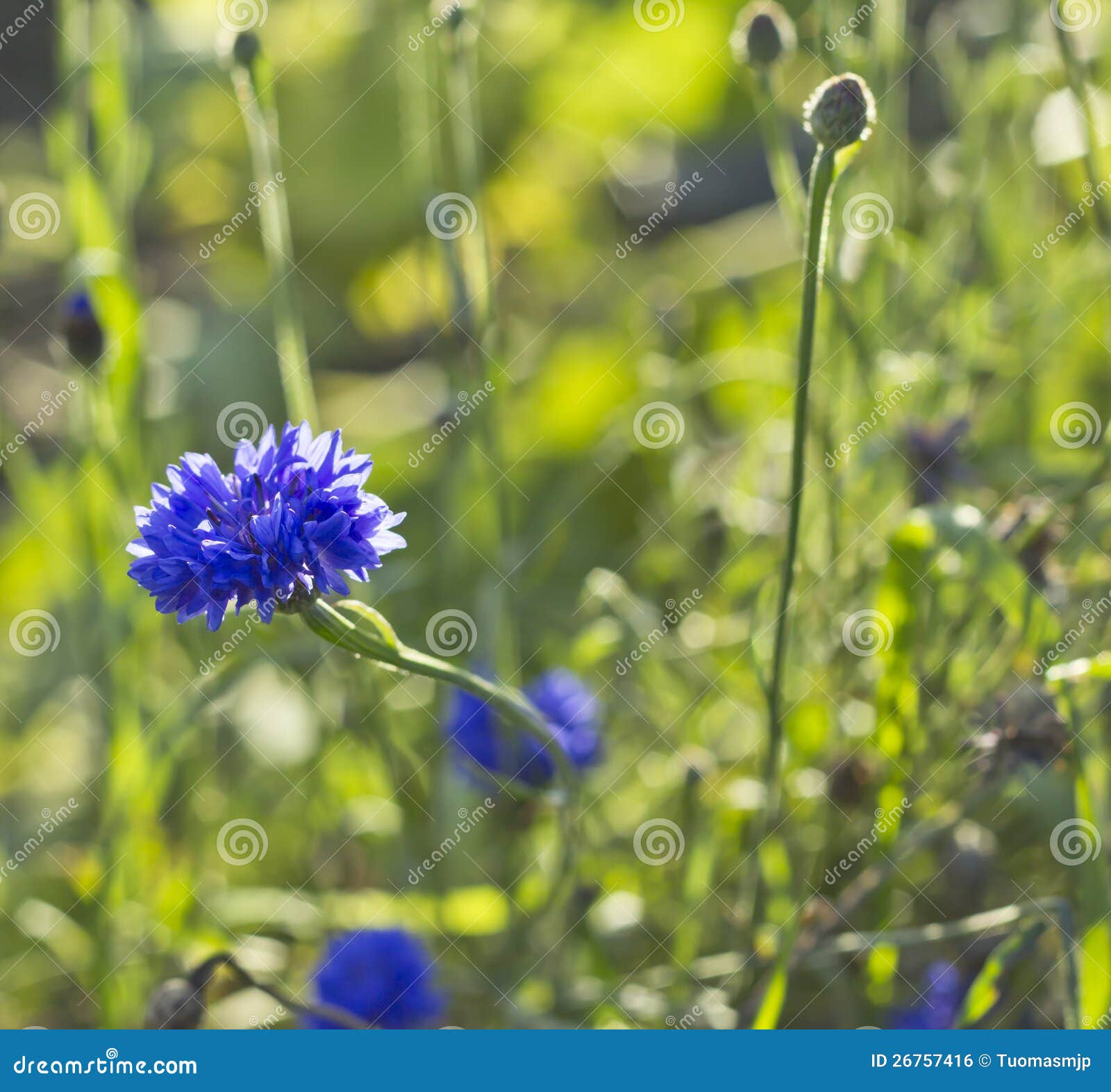 Wild Growing Cornflower (Centaurea Cyanus) Stock Photo Image of