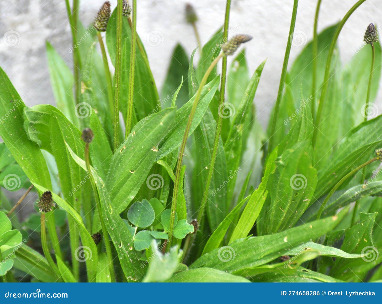 Lanceolate Plantain, Plantago Lanceolata Grows in Nature Stock Photo
