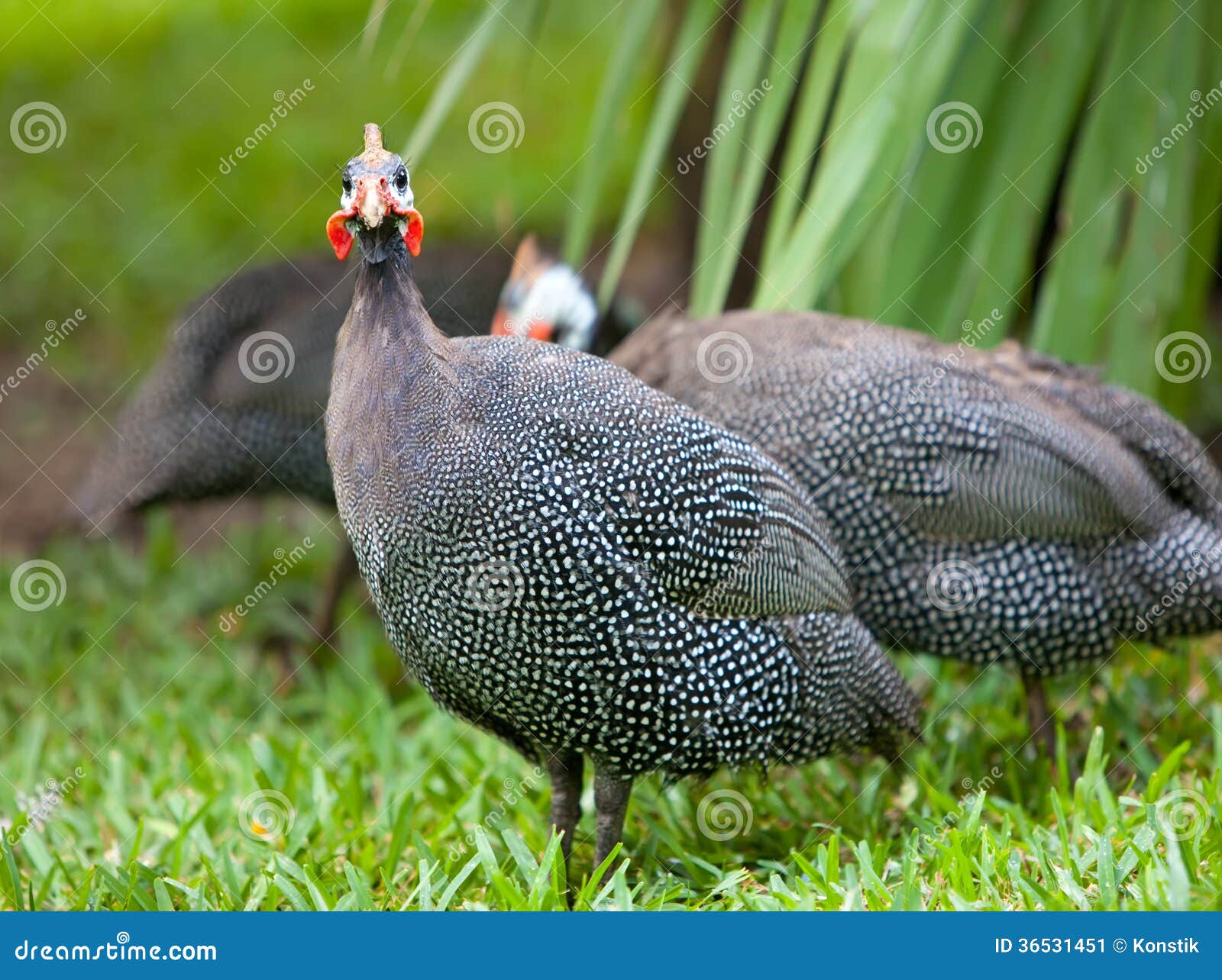 wild guinea hen on a green grass