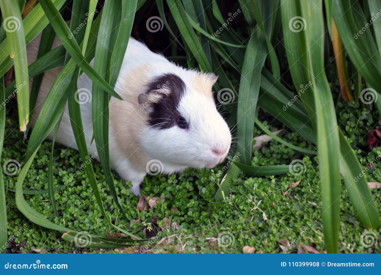 wild guinea pig