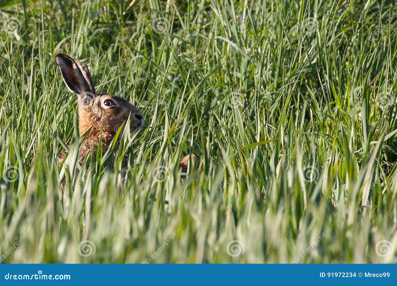 Wild Hare Close Up in Crops Stock Photo Image of farm, europaeus
