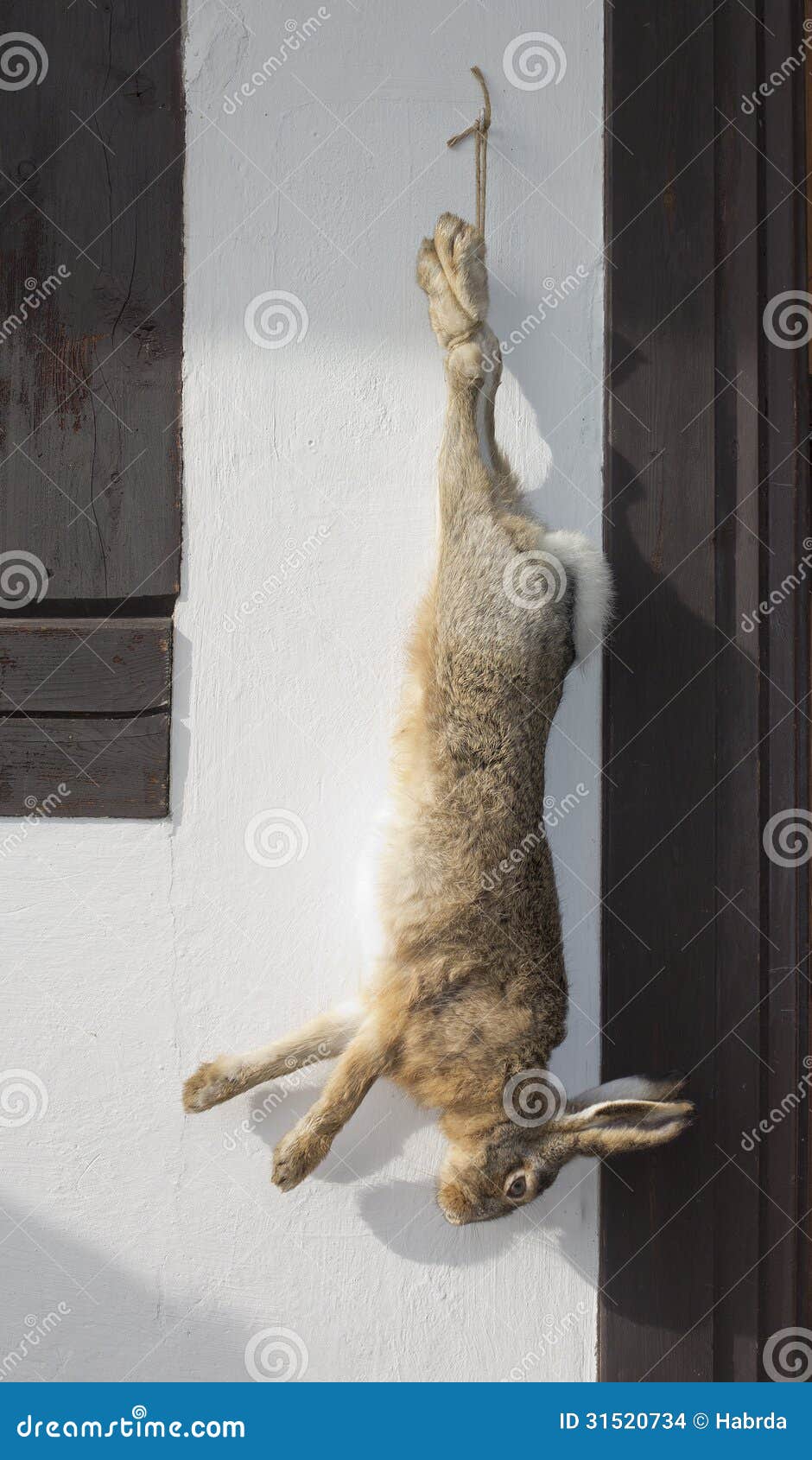 Wild Hare After Hunting Stock Photo Image Of Food Shotgun 31520734