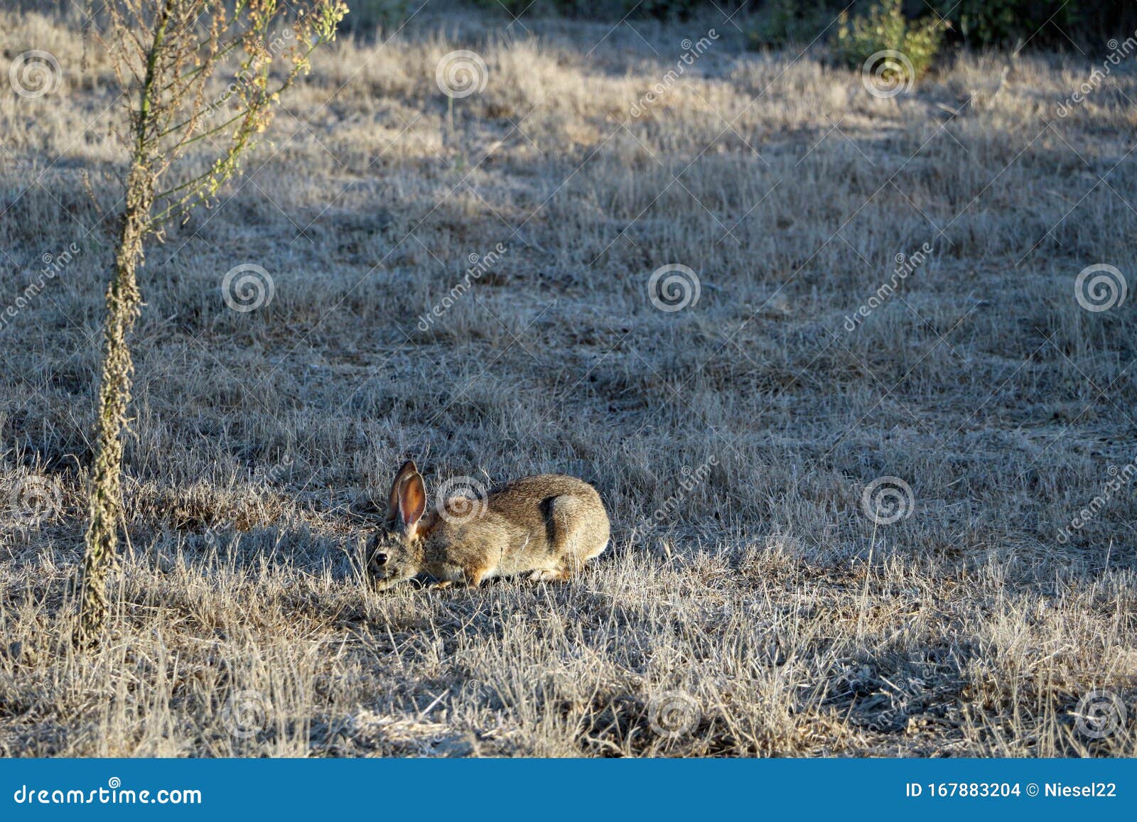 A Wild Hare in the Usa California Stock Photo Image of rabbit