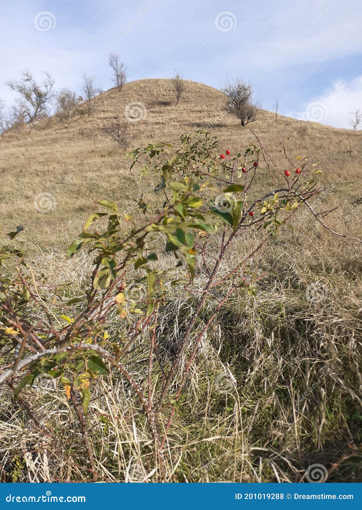 Wild Hawthorn in the Mountains Stock Photo Image of shrub, prairie