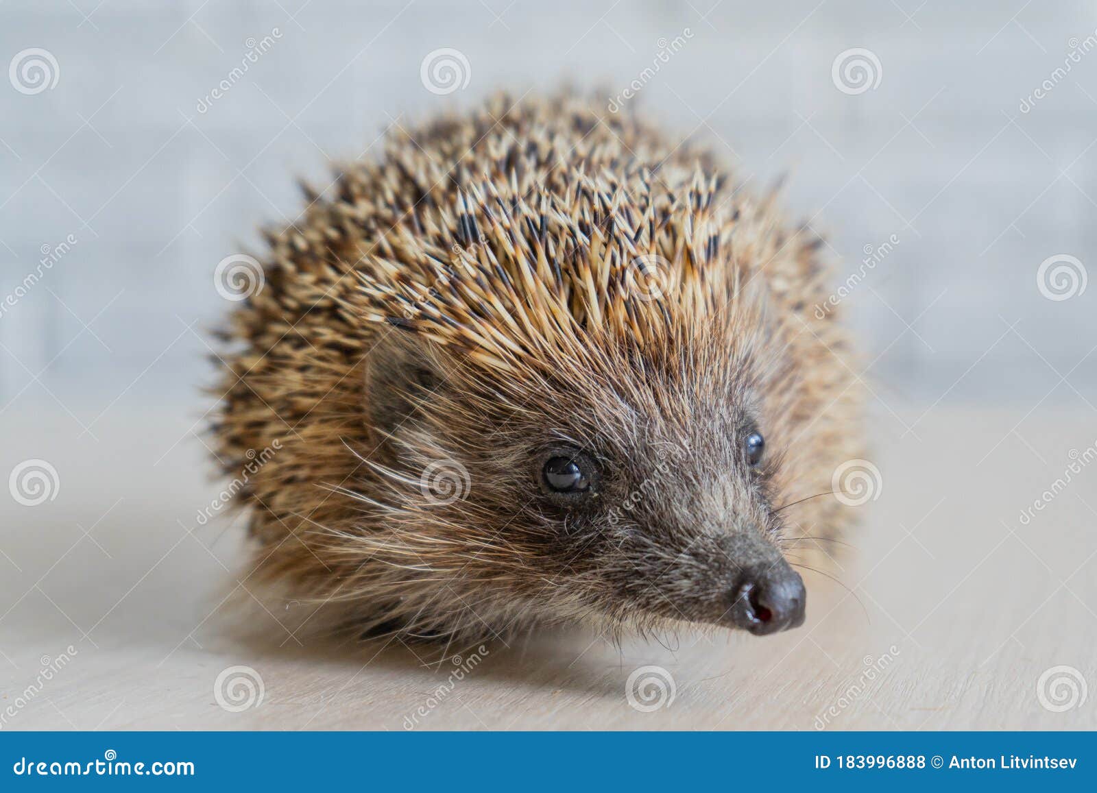 Wild Hedgehog. Small Mammal with Spiny Hairs on Its Back and Sides Stock Photo - Image of adorable, forest: 183996888 Wild Hedgehog. Small Mammal with Spiny Hairs on Its Back and Sides Stock Photo - Image of adorable, forest: 183996888