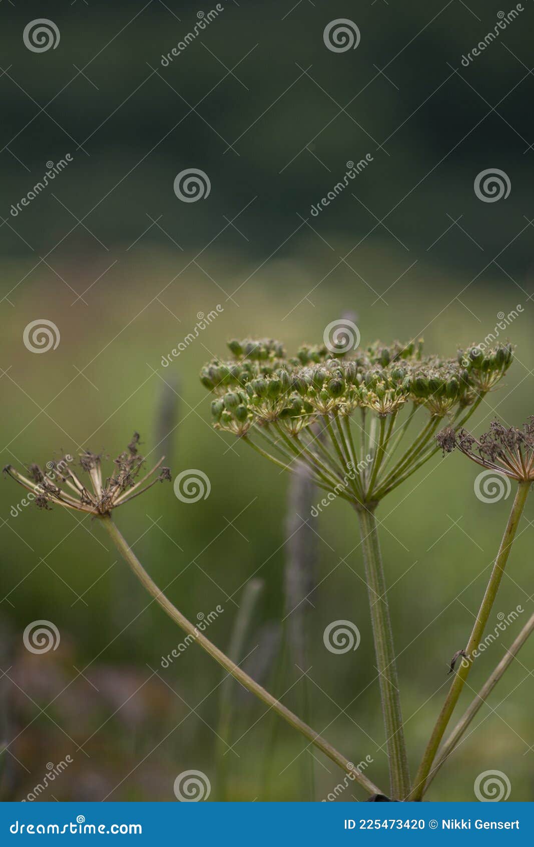 Wild Hemlock Flower stock photo. Image of background 225473420