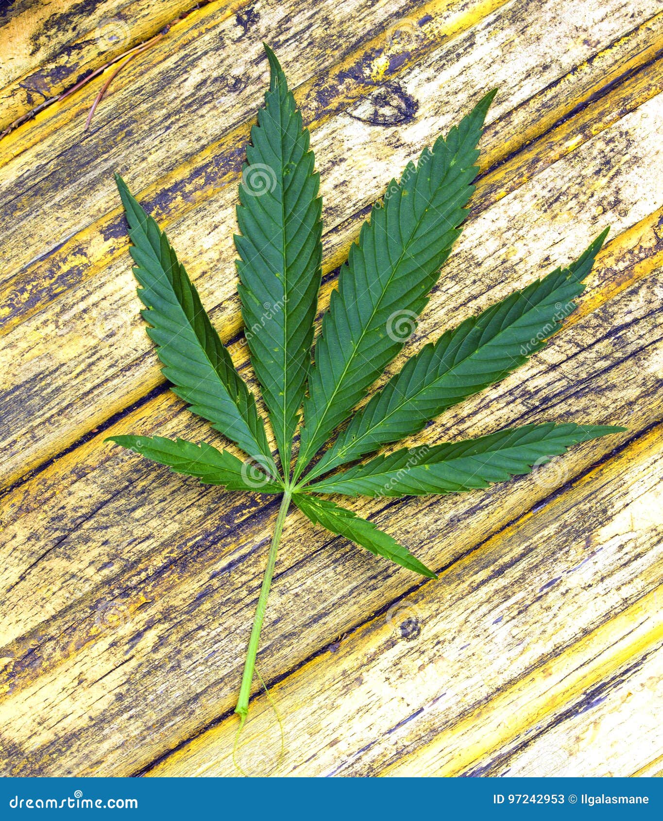 Wild Hemp Leaf Stock Image Image Of Cannabis Cosmetology 97242953